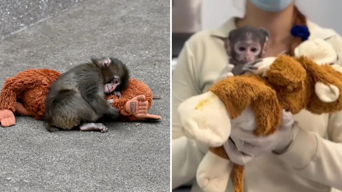 ImagendeVer's tweet photo. 🐒 El "Punch" mexicano: Yuji, el monito que se aferra a un peluche tras ser separado de su madre.
Más información: https://t.co/DQwY0kk6GH
#Yuji #Monito #ImagendeVeracruz https://t.co/IRkSwObsCl