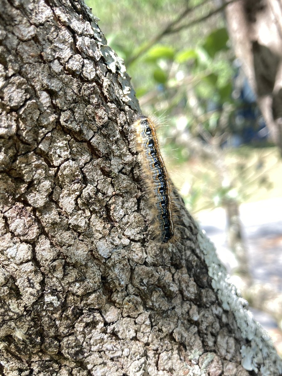 solardivulger's tweet image. pickin up bugs #springcleaning