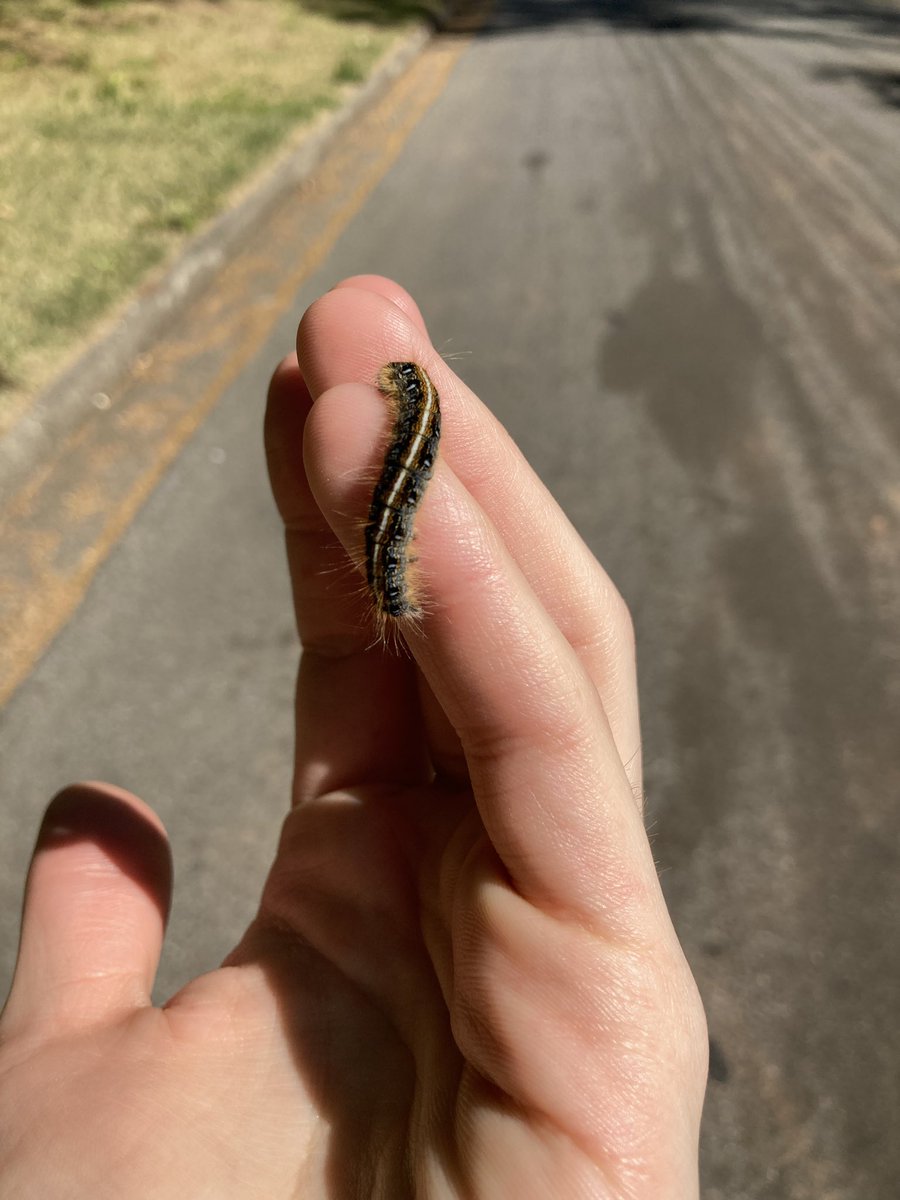 solardivulger's tweet image. pickin up bugs #springcleaning