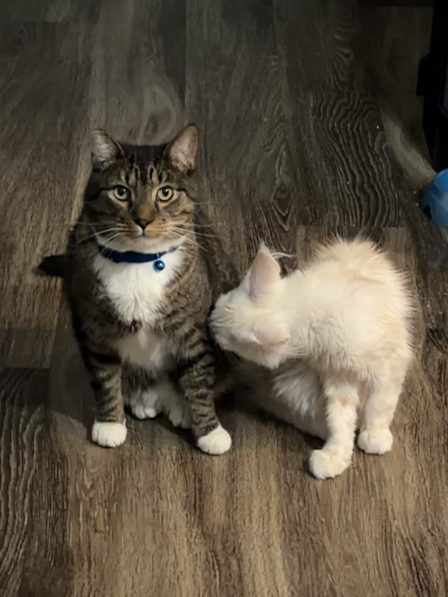 briaananax's tweet image. pumba &amp;amp; toast🫶🏽