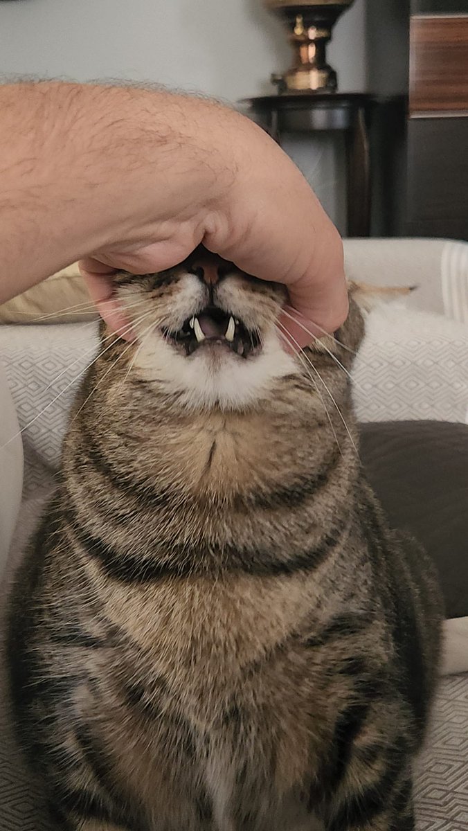 Hepinizi Döverim tweet media