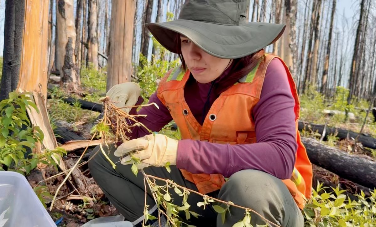 AlgomaU's tweet image. From Sault Ste. Marie to a global stage 🌍 Roxane Bergeron is representing Algoma University at the Global Soil Biodiversity Conference @gsbc2026 this week. #StudentSuccess #AlgomaU