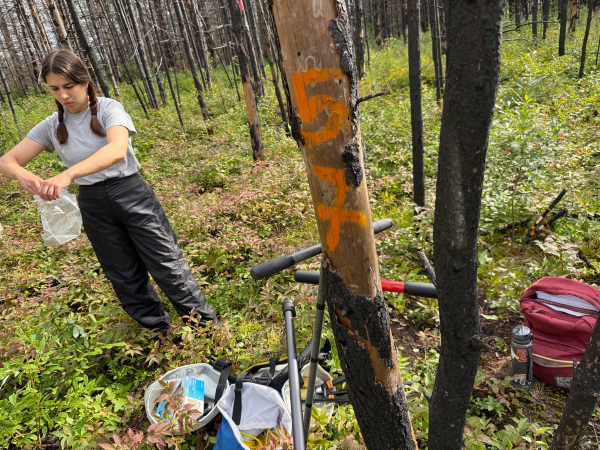 AlgomaU's tweet image. From Sault Ste. Marie to a global stage 🌍 Roxane Bergeron is representing Algoma University at the Global Soil Biodiversity Conference @gsbc2026 this week. #StudentSuccess #AlgomaU