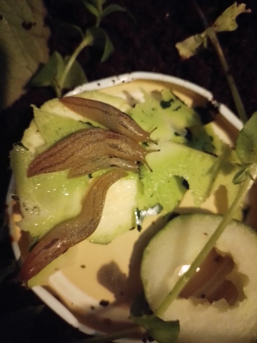 Damdalion tweet media