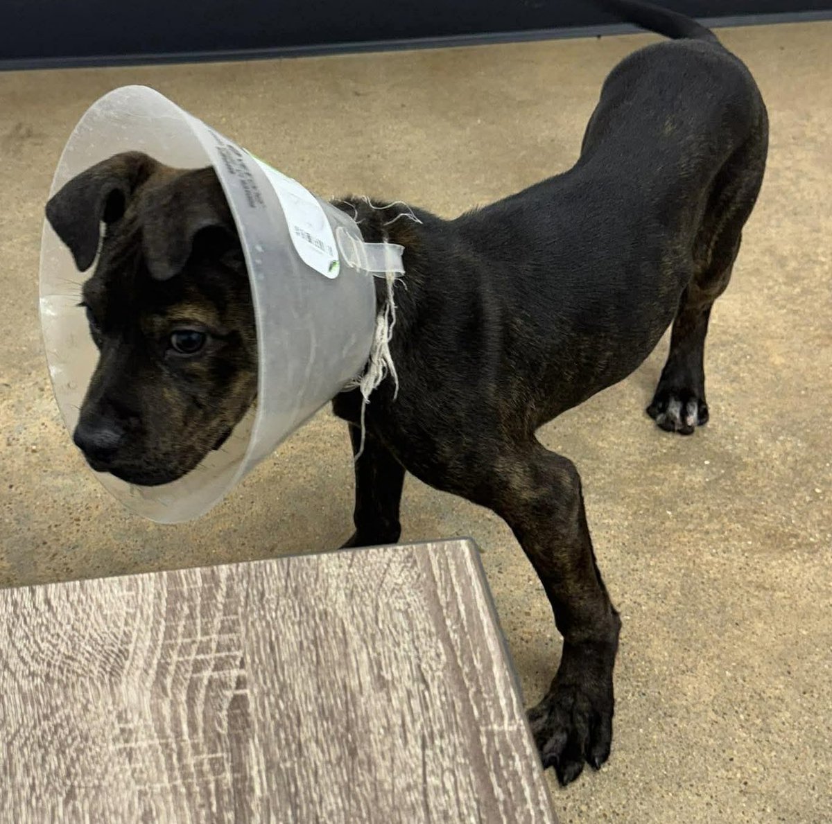 PawsnTails4TX's tweet image. 💞🎉🎊 LUCY/KAHLUA has left the building! Rescued by #HopeRescueRanch Her future is looking bright, thanks to all of you for sharing and caring 🙏🐾  Please honor your pledges!
Congratulations sweet baby girl 🥳⭐️🎈
Houston #TX 
#A651016