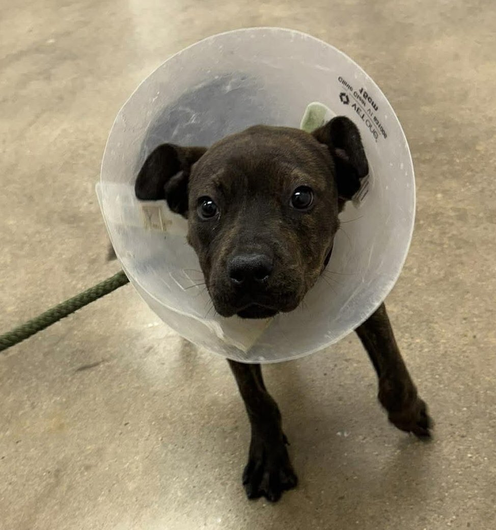 PawsnTails4TX's tweet image. 💞🎉🎊 LUCY/KAHLUA has left the building! Rescued by #HopeRescueRanch Her future is looking bright, thanks to all of you for sharing and caring 🙏🐾  Please honor your pledges!
Congratulations sweet baby girl 🥳⭐️🎈
Houston #TX 
#A651016