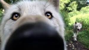 Emergency Wolf tweet media