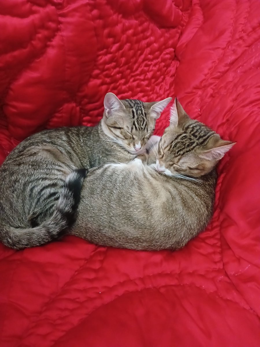 Kedi Sahiplendirme tweet media