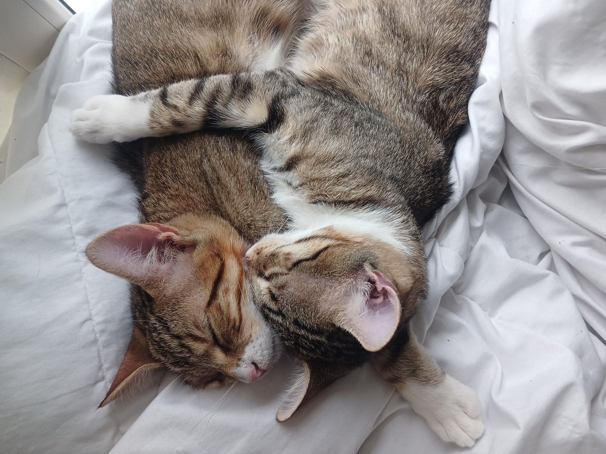 Kedi Sahiplendirme tweet media