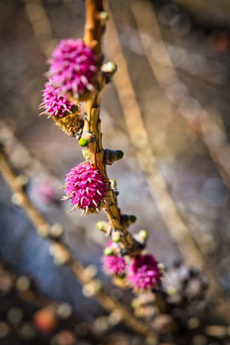 Franck Rando tweet media