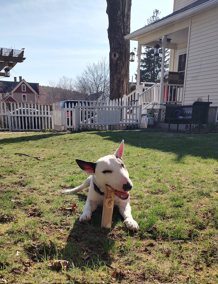 Spike The Rescue Pup & Rex The TV Terrier ®🌈🐾 tweet media