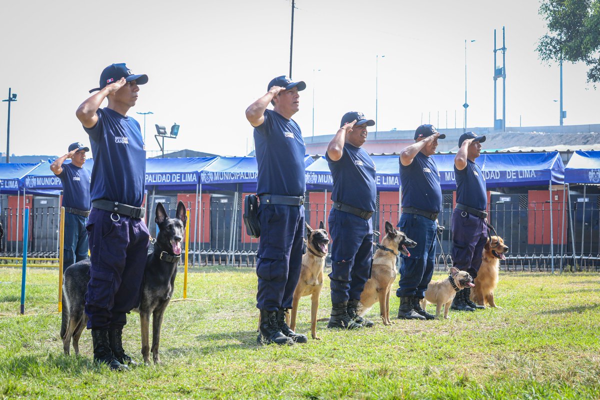 MuniLima's tweet image. #Seguridad | La Brigada Canina del Serenazgo cumple 29 años de servicio, consolidándose como unidad pionera en el país.

50 canes y 32 instructores realizan patrullaje, rescate y apoyo en emergencias, fortaleciendo la seguridad de la ciudad.
