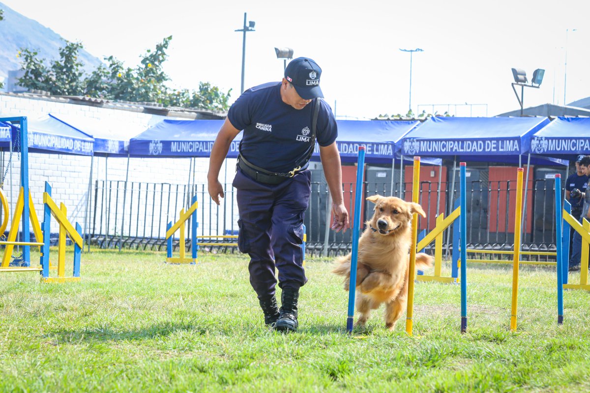 MuniLima's tweet image. #Seguridad | La Brigada Canina del Serenazgo cumple 29 años de servicio, consolidándose como unidad pionera en el país.

50 canes y 32 instructores realizan patrullaje, rescate y apoyo en emergencias, fortaleciendo la seguridad de la ciudad.