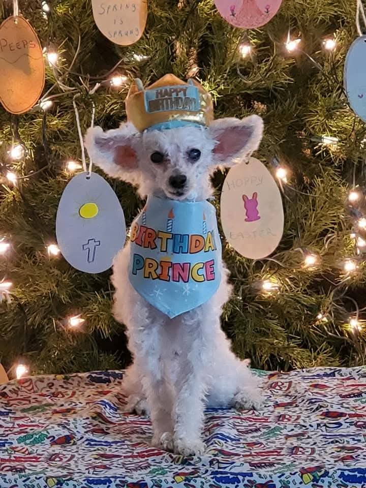 CK_Adventures's tweet photo. Happy 22nd Heavenly Birthday my sweet baby Sammy! I pray you are with Ben playing and eating as much chicken as you want! I love and miss you Wiggles! 💖 #missingmywiggles #misswigglesnuggles https://t.co/8CIj0wdjEG