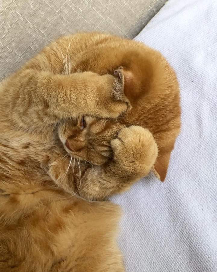 HAMNIC Solutions - Research and Writing Support tweet media