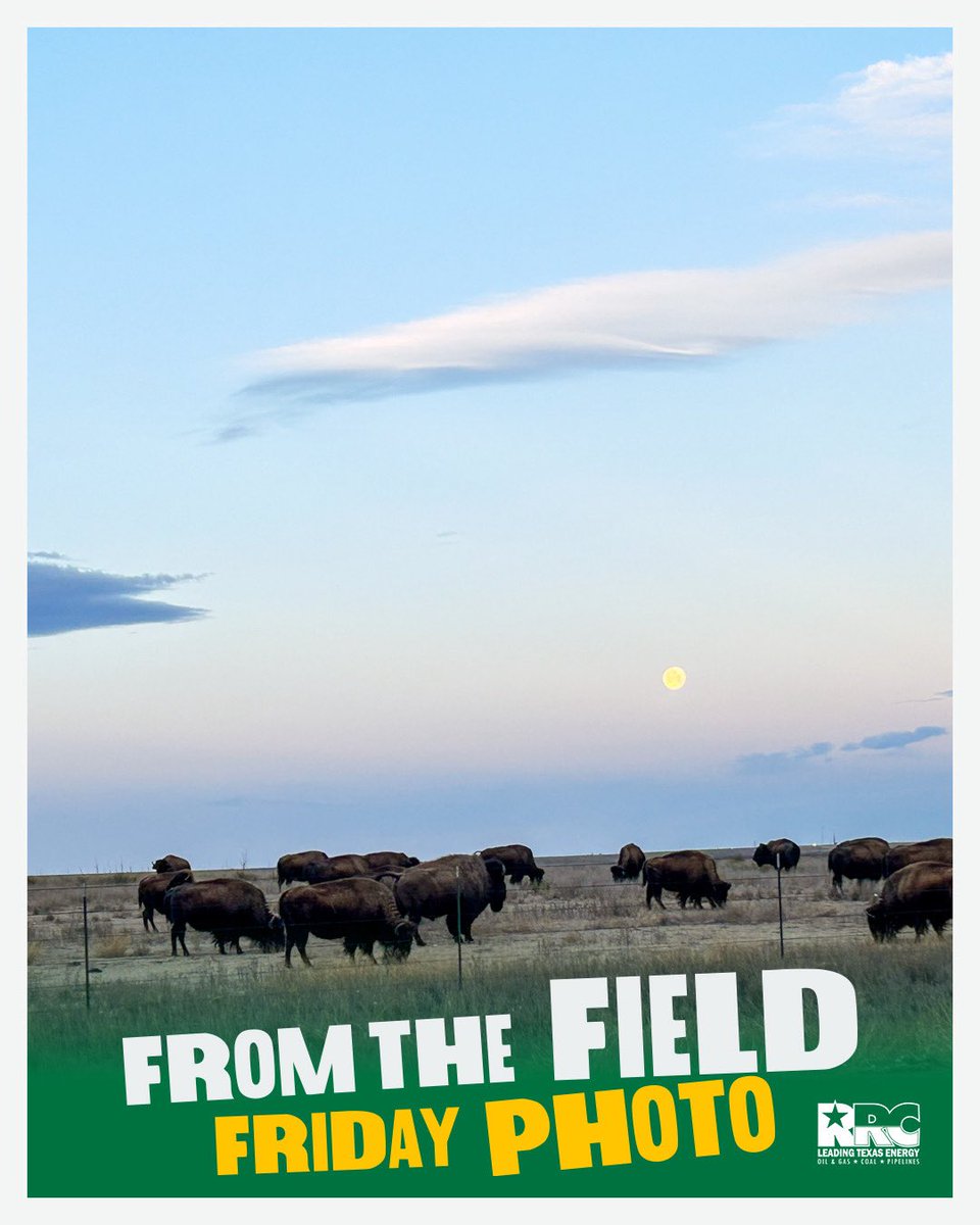 txrrc's tweet image. From the field in Hutchinson County 🌕

What a sight to see!

RRC staff captured a glowing full moon and a herd of buffalo right in the spotlight. 

#FromTheField #Texas #Buffalo