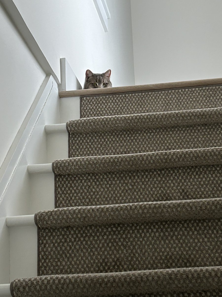 TuxTedTabbyMag's tweet image. Do I spy the #weekend coming? 😹Happy #FriYay pals!❤️Maggie (and Teddy) #catsarefamily, #CatsOnX, #tabby 😻😽🐈‍⬛🐕🐾🇺🇸🇺🇸🇺🇸