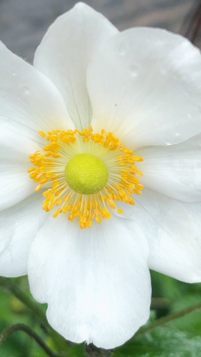 Mischa (Muyra) tweet media