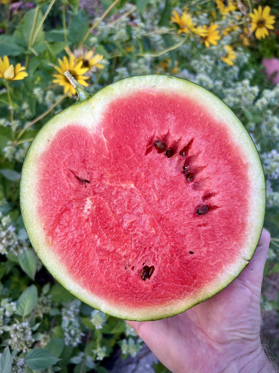 The Last Farm tweet media