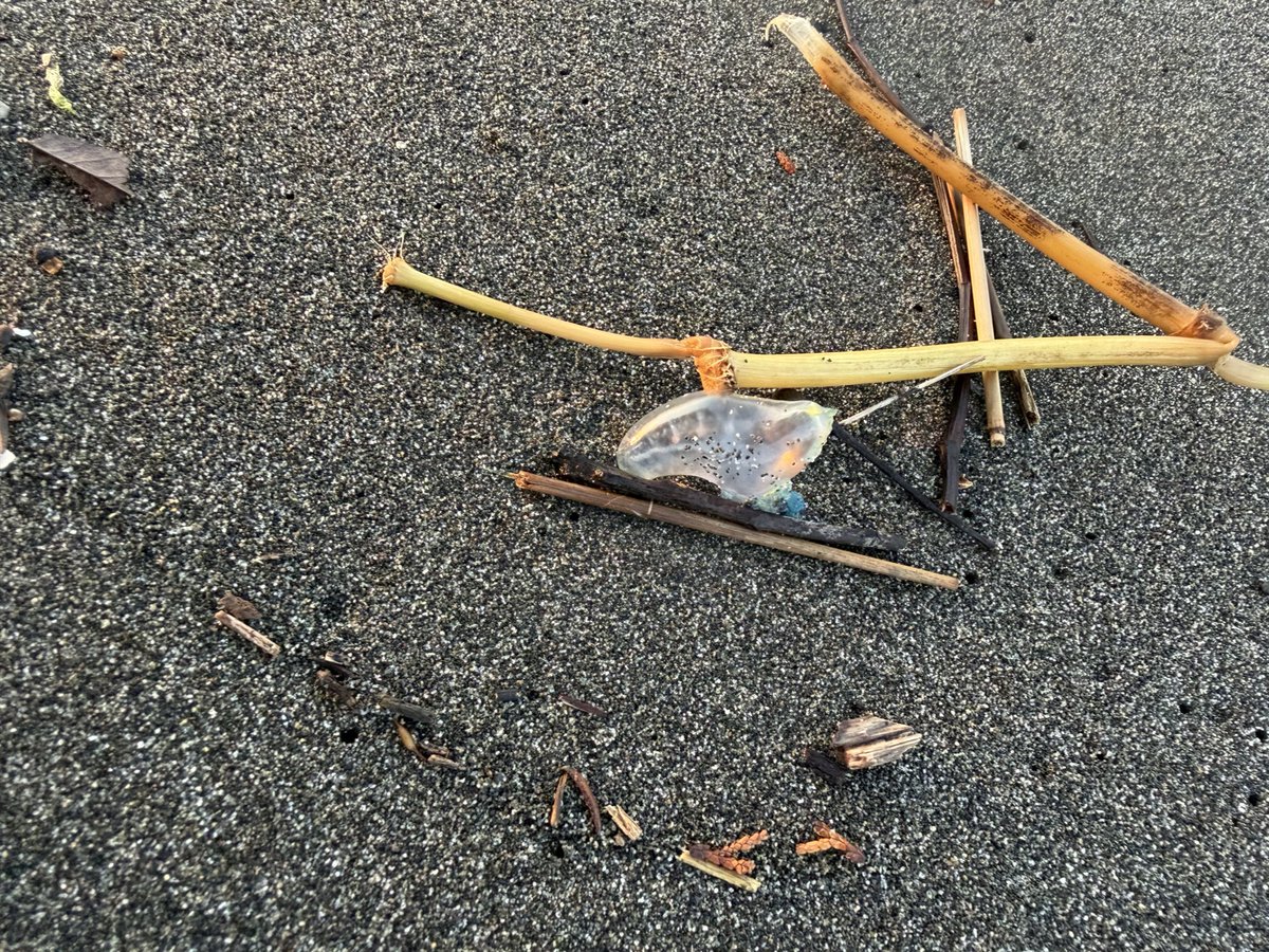 今年初認のカツオノエボシ