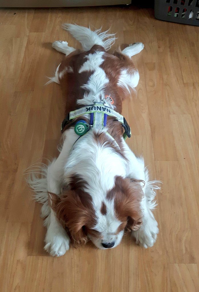 Nanukchen's tweet image. #NeverforgottenFriday #cavpack My little Love 💔💔💔💔