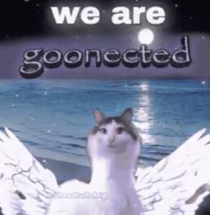 Cat Posted tweet media