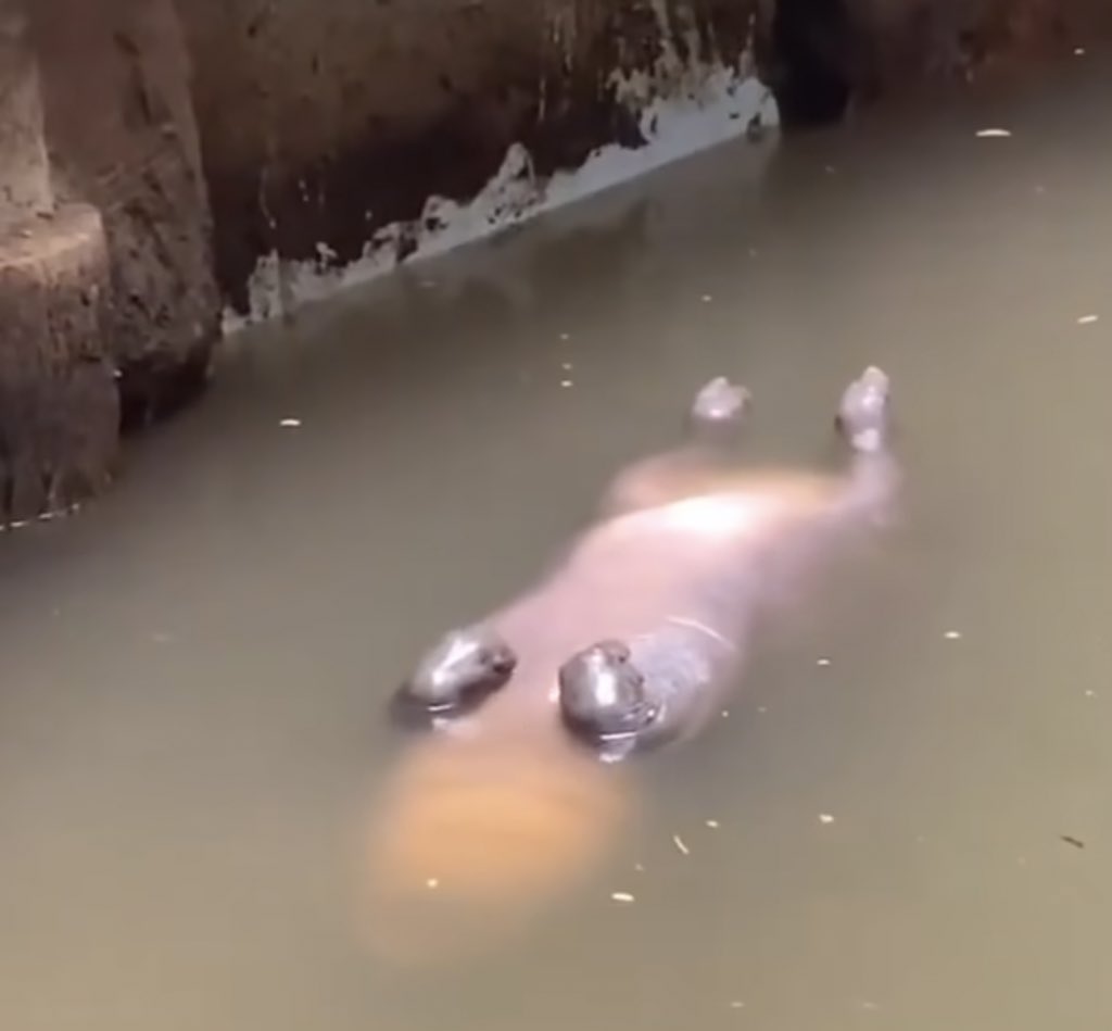 hope hopes hoping tweet media