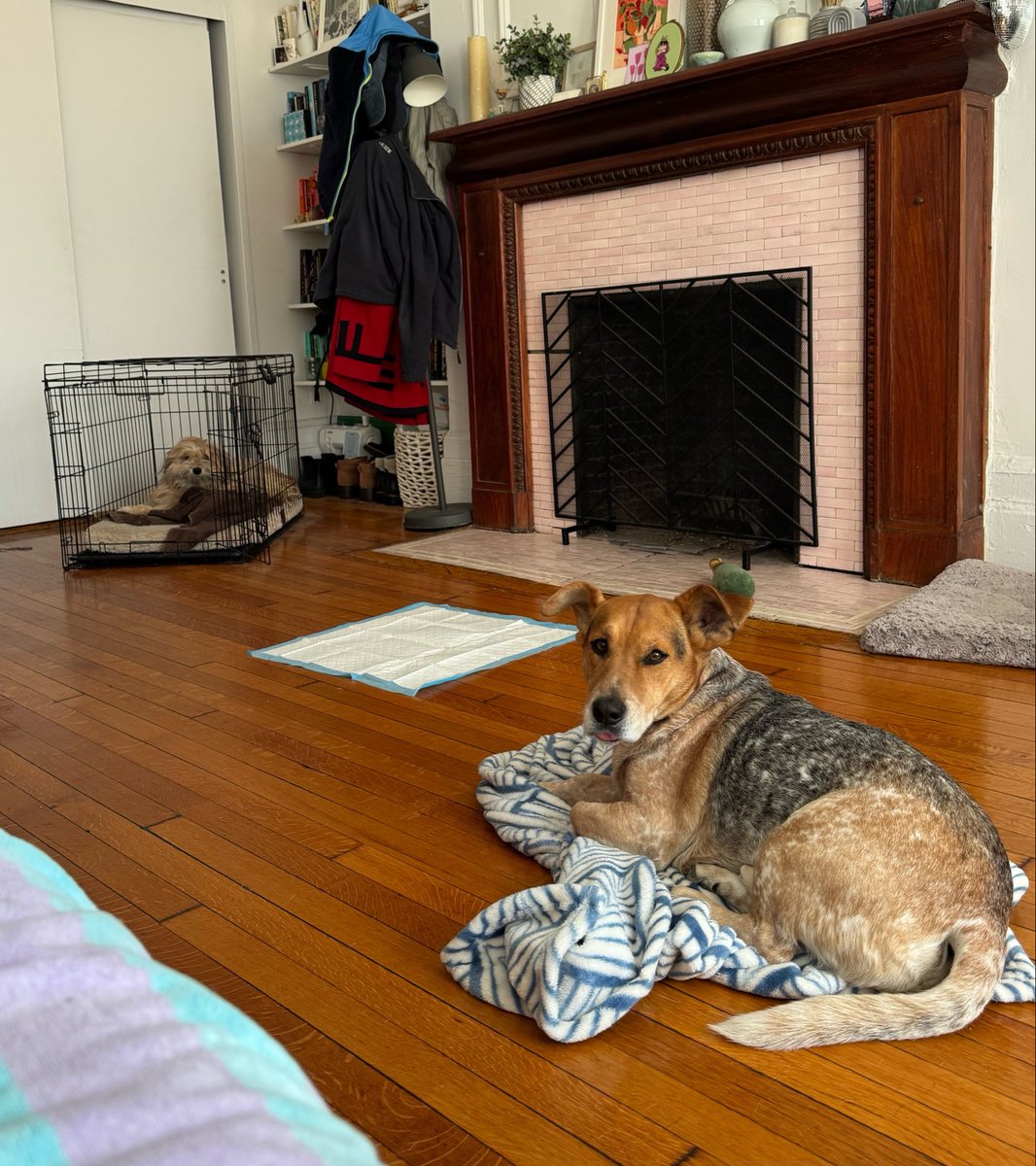 Sophie Vershbow tweet media