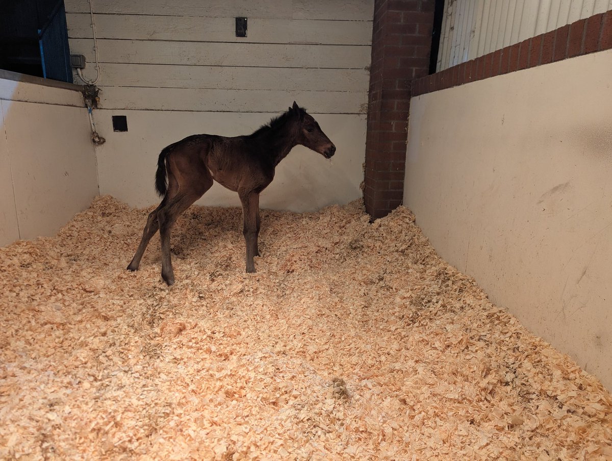 Jess Westwood-Molland Ridge Stud tweet media