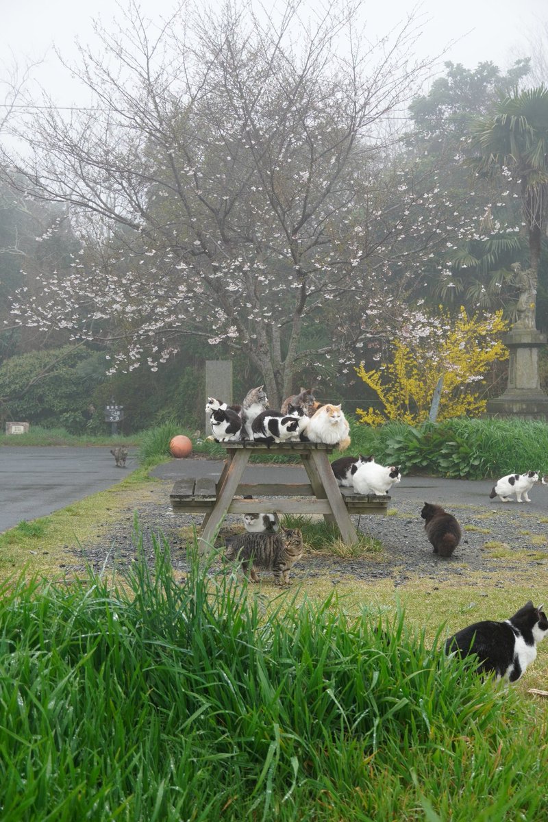 田代島猫散歩2 tweet media