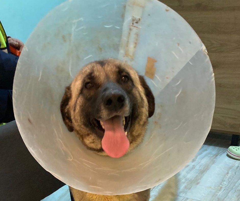 Dog Desk Animal Action tweet media