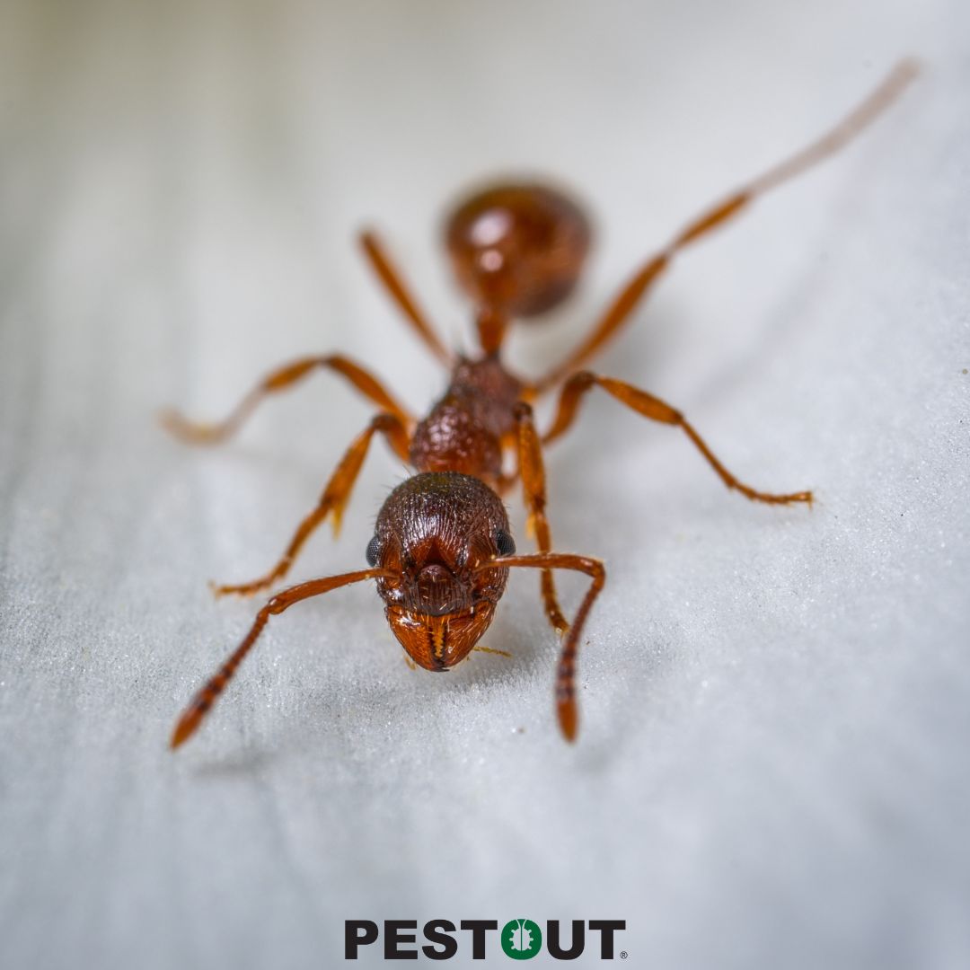 PestOutHR's tweet image. Scheduled for Apr 14, 07:00 PM
If ants can fit, they’ll commit. Seal up those entry points before they try to take over this spring! 🐜

Give PESTOUT a call today to learn how we can help! 👍

757-737-8688 ☎️
pestout.com/pest-control-s… 💻

#PESTOUT #pestcontrol #HamptonRoads