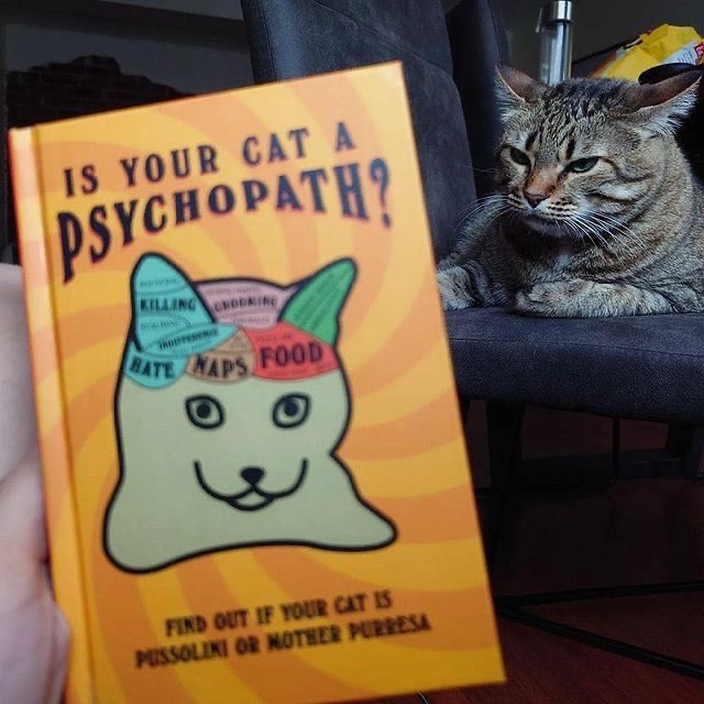 DOTABUFF tweet media