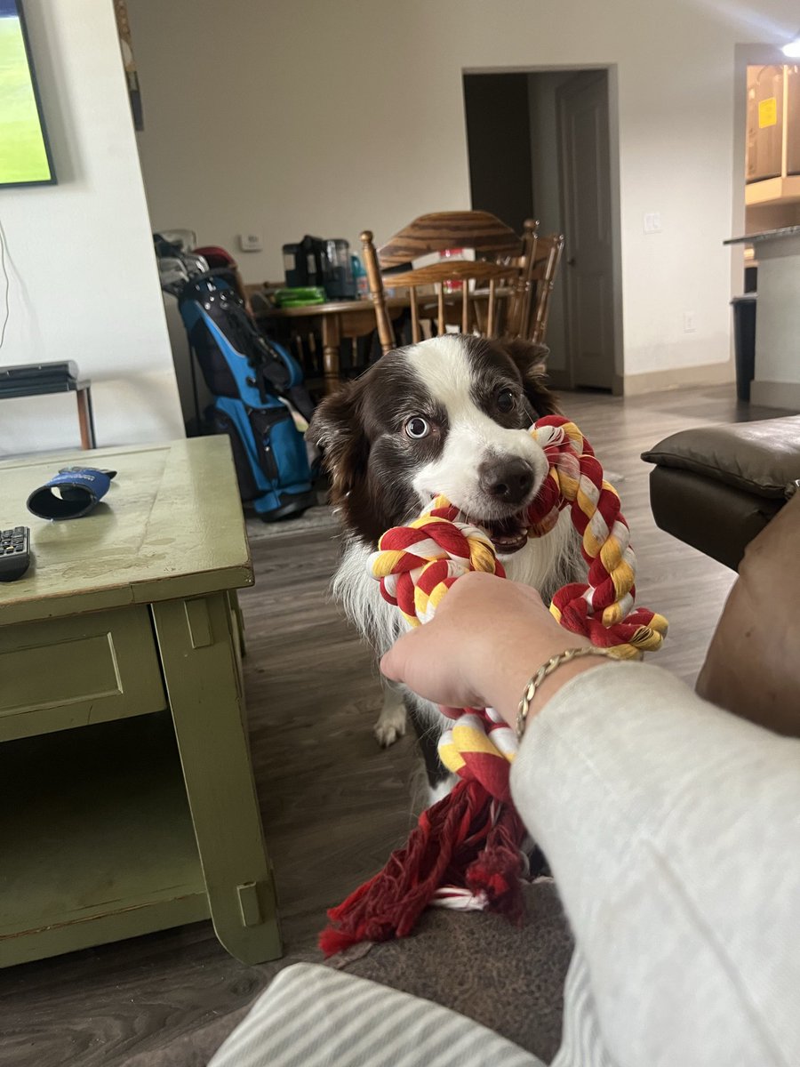BenBaderr's tweet photo. The goodest boy https://t.co/hOTirXVKLh