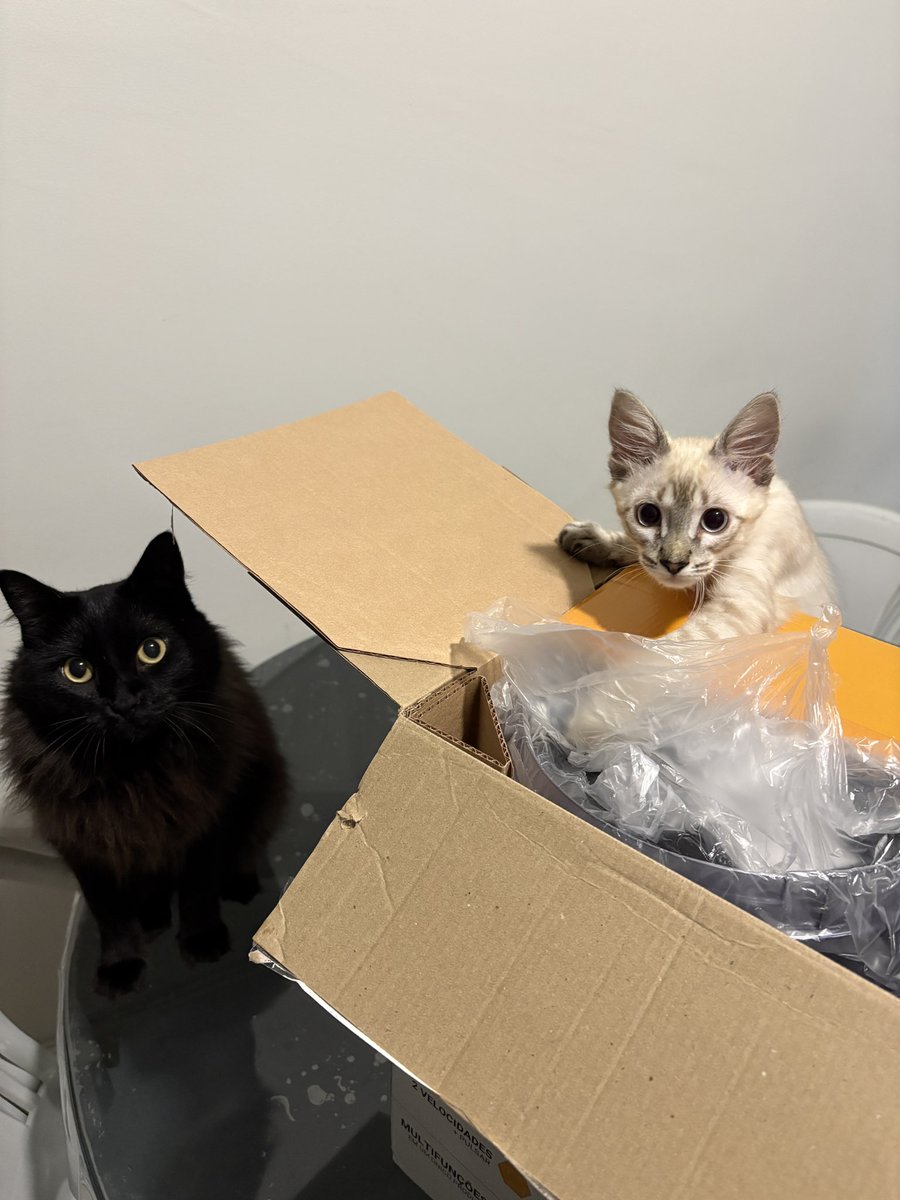 lady gag tweet media