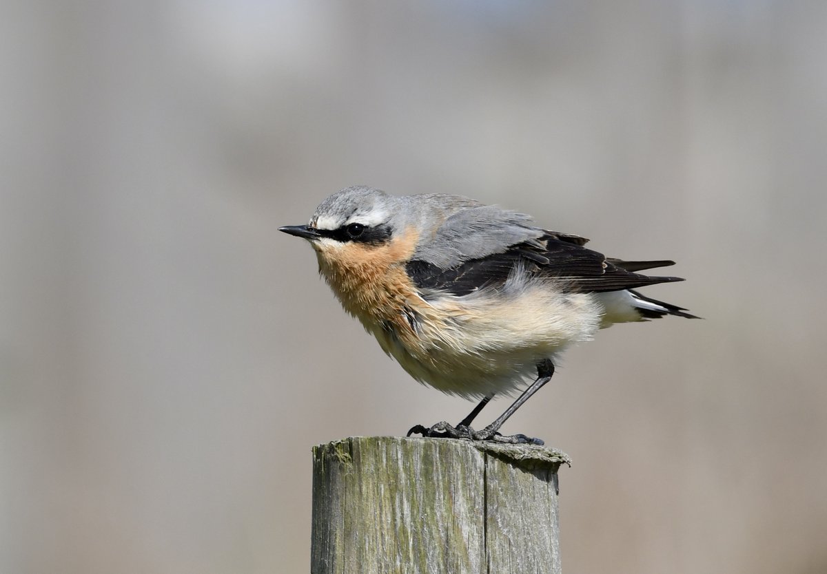 Peter Ransome tweet media