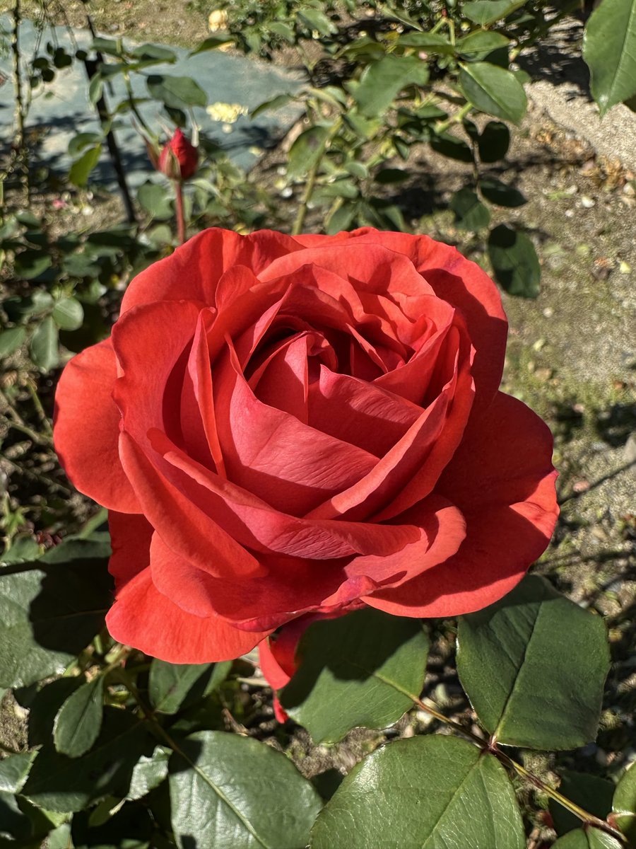 yfftn650's tweet image. 素敵な週末をお過ごしください
#flower
#rose
#薔薇