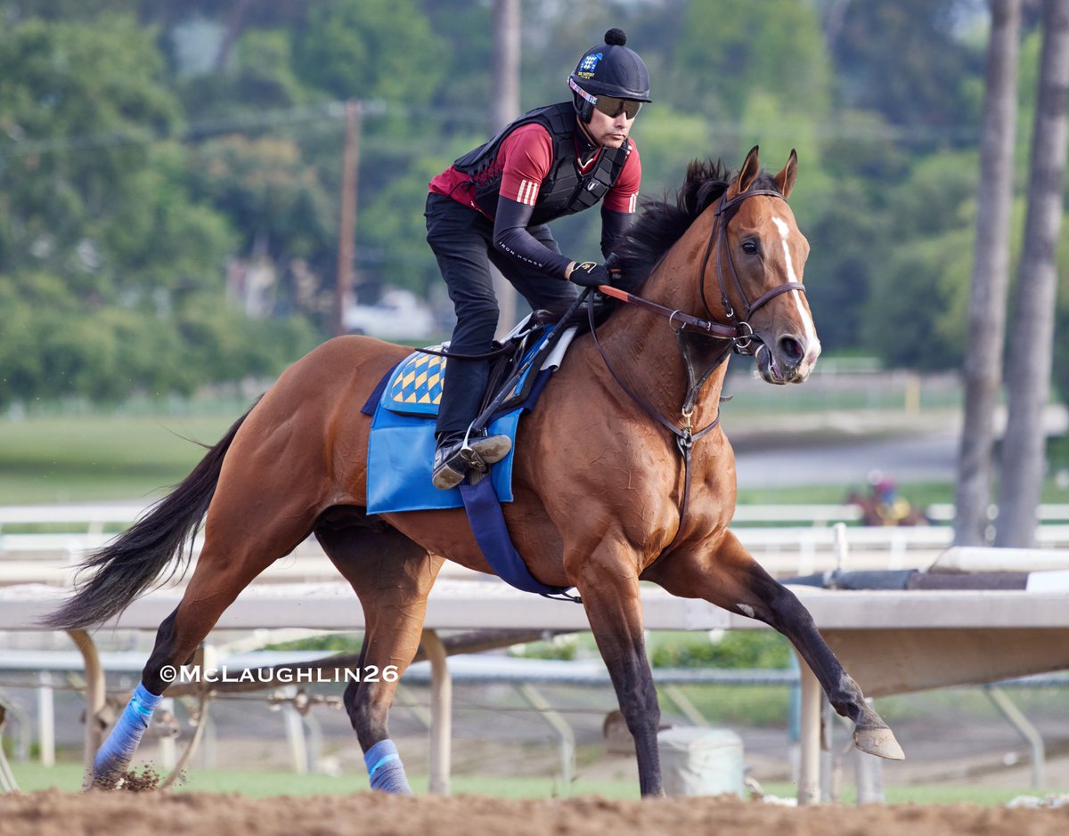 kimo16's tweet photo. Potente this morning under Humberto Gomez for HoF trainer Bob Baffert @santaanitapark @DerbyMedia @KentuckyDerby @BobBaffert @hutagomez_gomez https://t.co/EIkshtVL4v