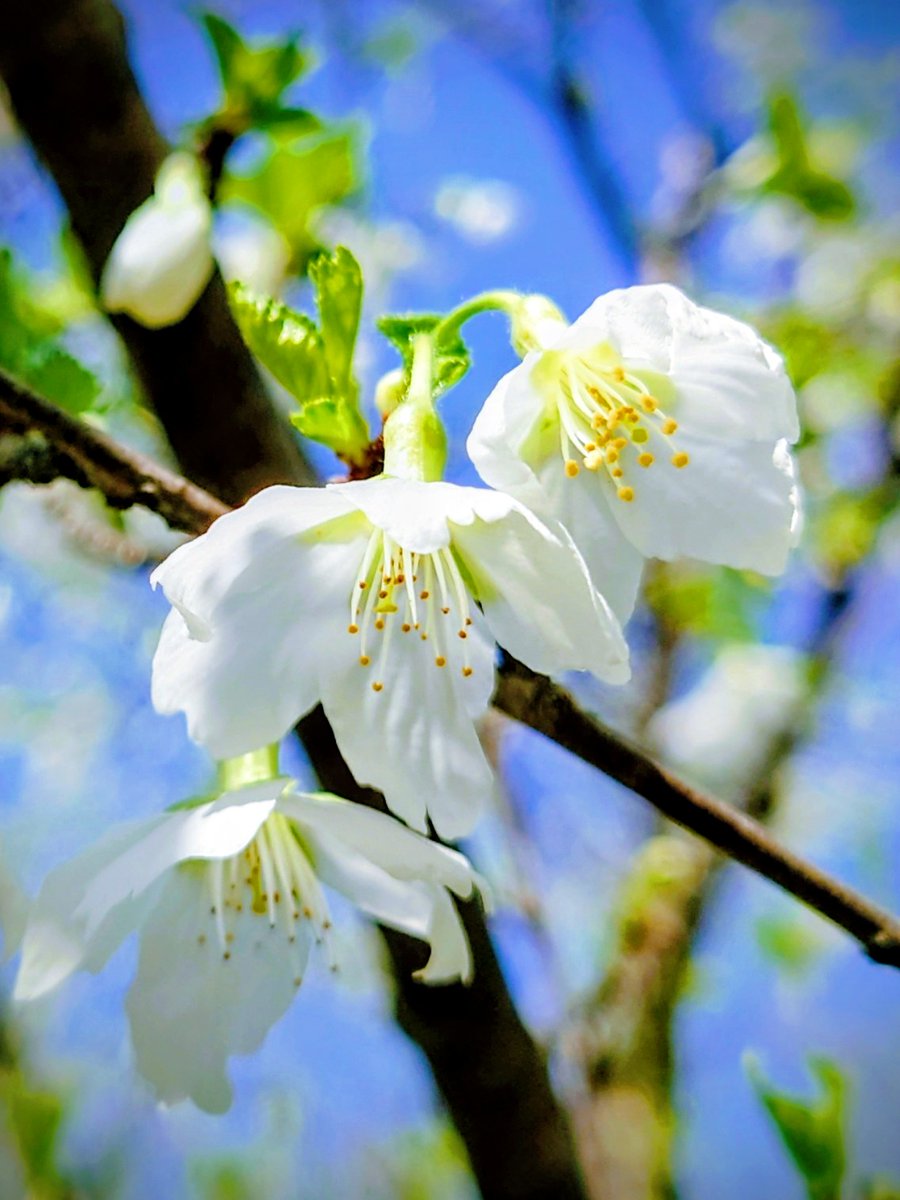 hanabi48890572's tweet photo. 🌸緑萼桜🌸①②🫧.𓈒𓂂𓇬◌۫⑥
🌸白妙桜🌸③④

　　ｪﾍｯ✨♪永遠の愛💖
　 ∧💓∧ ∧💓∧♪
　(〃^∀^)(•∀•〃)
　 ΟuuΟ　ΟuuΟ

　『花言葉』
💚心の平安
💚永遠の愛
🤍しとやか
🤍善良な教育 https://t.co/eC4upw0Uop