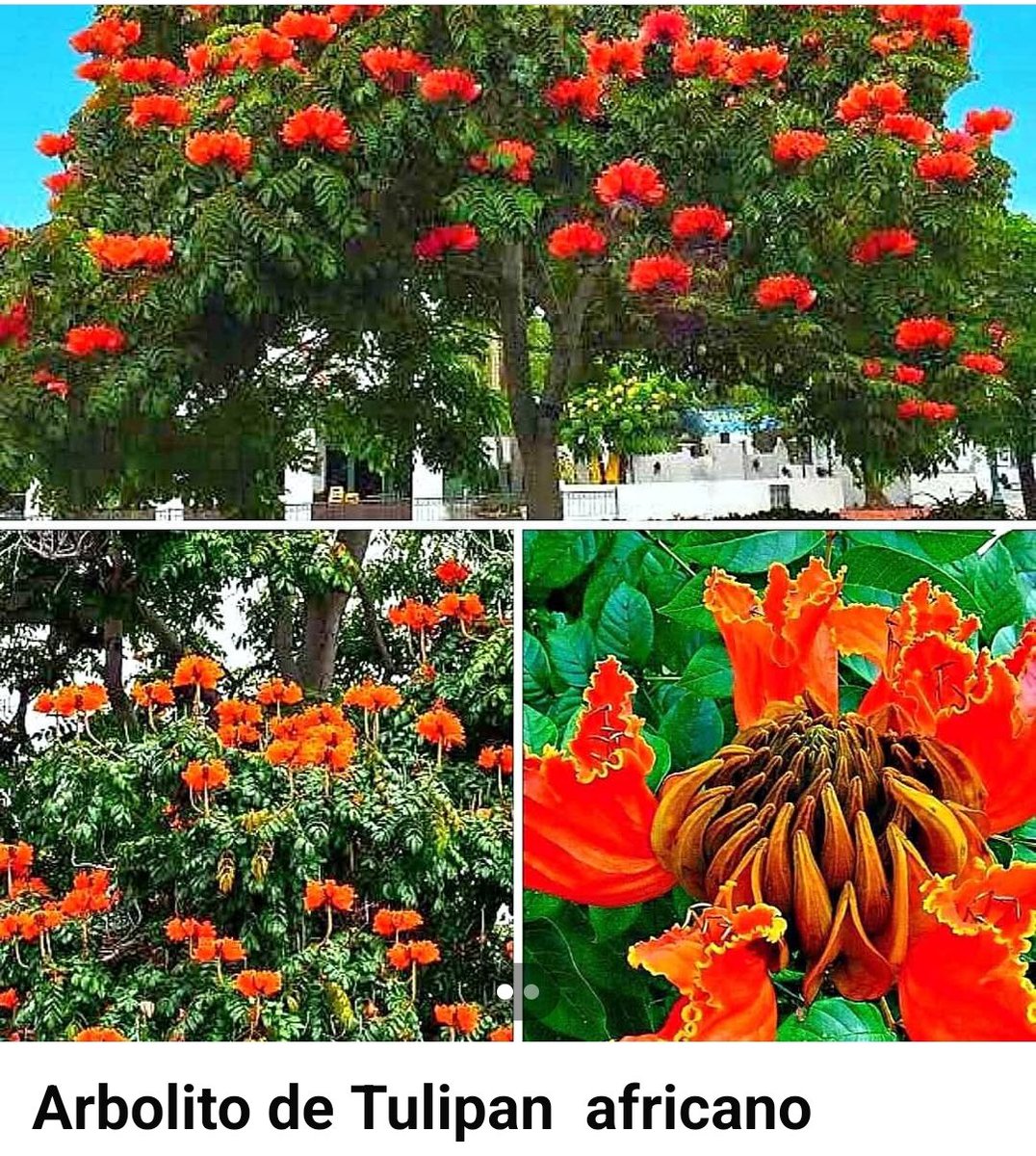 Glockner N tweet media