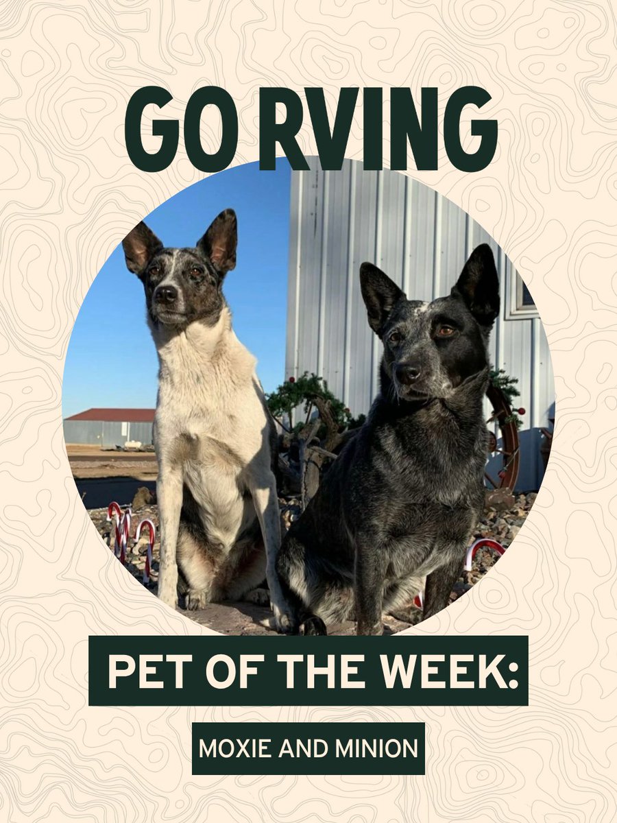 GoRVing's tweet image. Pet of the Week: Meet Moxie &amp;amp; Minion! 🐶✨ Adventurous pups loving RV life. DM your pet photos to be featured! #GORVING #PetOfTheWeek #RVLife #CampingWithPets #AdventureBuddies