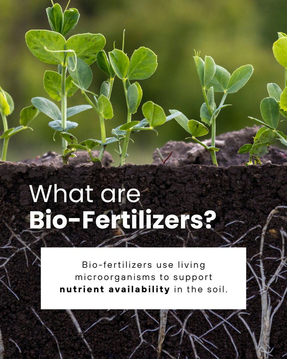 Rep_Nutrients's tweet photo. Adding biology to a fertility program helps improve how nutrients function in the soil.

Instead of relying only on applied nutrients, biological activity supports nutrient cycling and availability, helping crops access more of what’s already in the soil. This can lead to better efficiency, reduced stress, and more consistent performance across your acres.