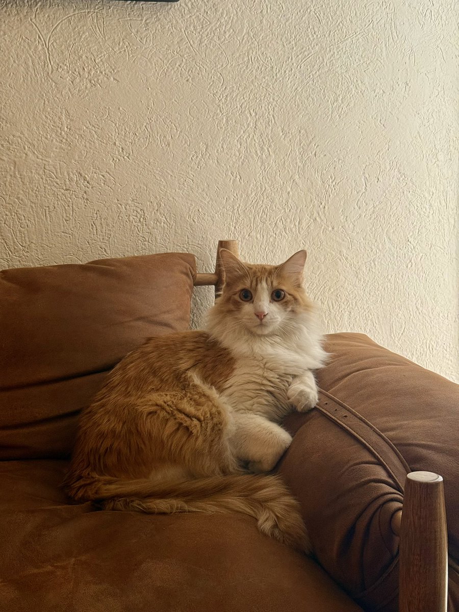 minosati_'s tweet photo. @cry0froste Se parece a mi Tony 🤍 https://t.co/LwT0lCw4ZH