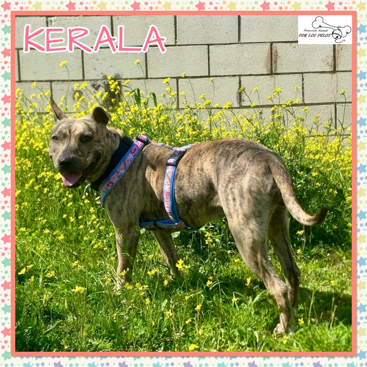 𝐏𝐎𝐑 𝐋𝐎𝐒 𝐏𝐄𝐋𝐎𝐒 tweet media