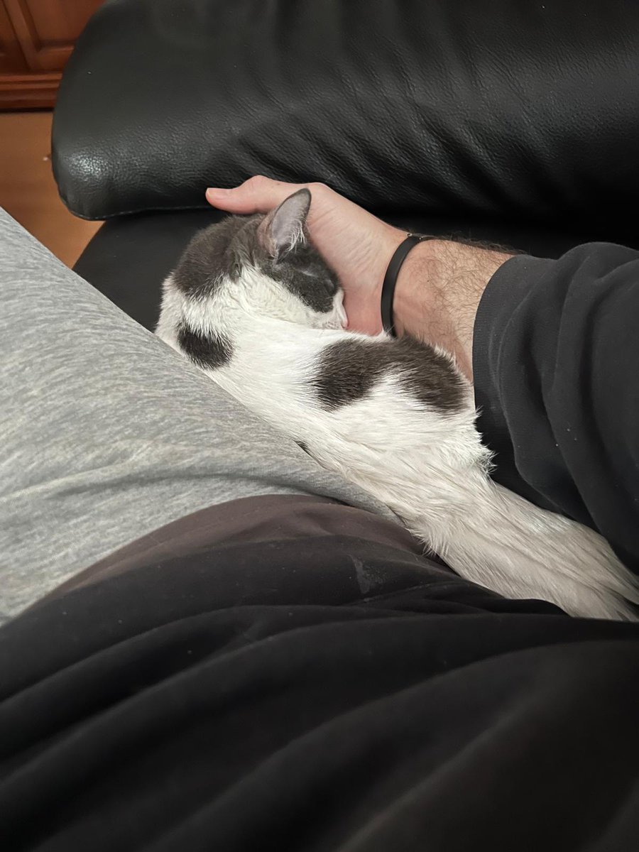 Nei Nei 🐱 De la colonia tweet media