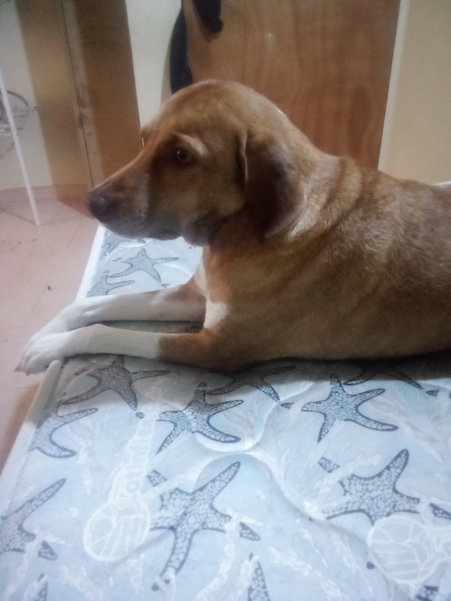 HASSANGLO's tweet photo. Buenas tardes amigos 🐕🐕‍🦺 feliz fin de semana. Por favor una manito quién tenga posibilidades para la comida de los perritos 🥰🙏 pago móvil 9407765 04145357634 banco del tesoro Paypal ragigevalera@gmail.com. La tienda tiene Zelle. Gracias ☕☕ https://t.co/kXCBInhLhM
