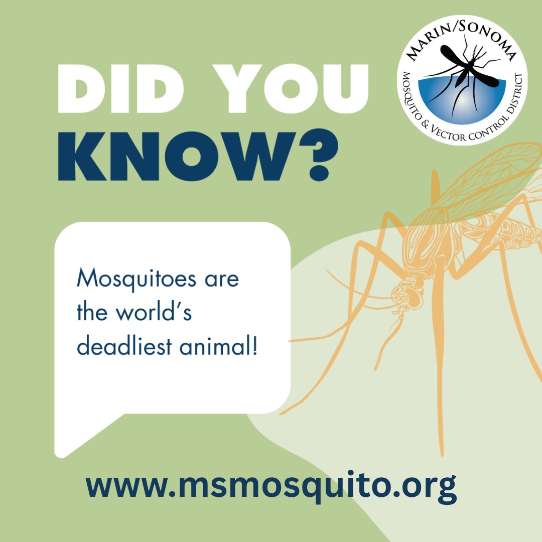 MSMVCD's tweet photo. Mosquitoes are the world’s deadliest animal!
They can spread diseases, which can be devastating
for human &amp; animal health.  Learn more about how we
protect public health and how you can help
https://t.co/mXFrOWx9Gn. https://t.co/qhbVd8xy66