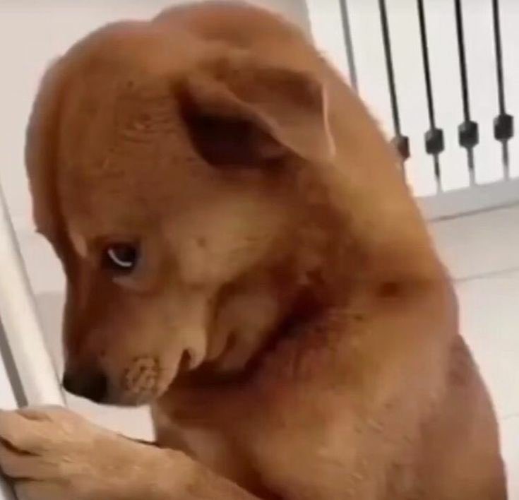 guilherme durães🐉 tweet media