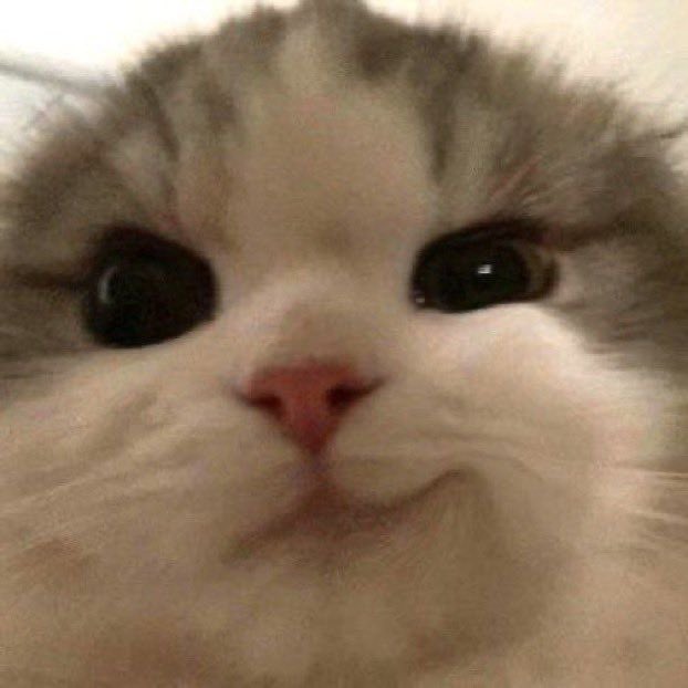 uma foto minha / animal que eu seria