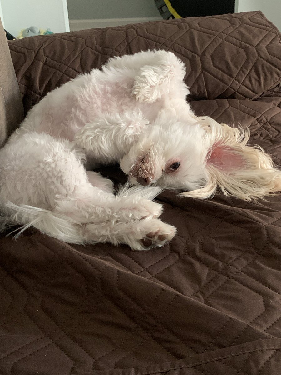 Orien~ ⚫️👁️‍🗨️BIRTHDAY TIPATHON/ PRE-DEBUT tweet media